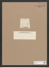 Diatomeae indet. Zeichnungen Sammlung Grunow Nr. 1449 (NHMW-BOT-W0368442)